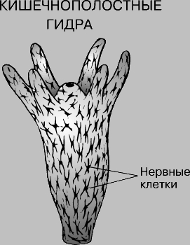 Кракен маркетплейс официальный сайт