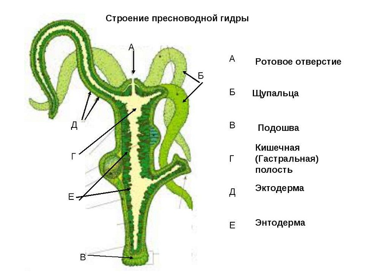 Прямая ссылка на кракен